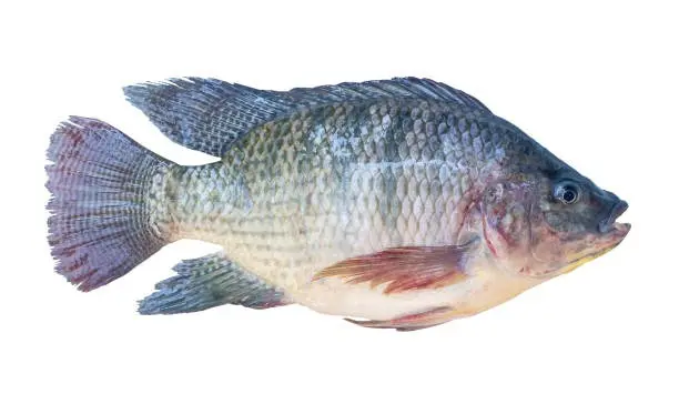 tilapia-frais-bio-1kg